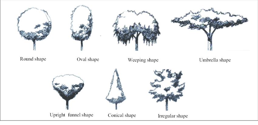 Different types of the trees shape